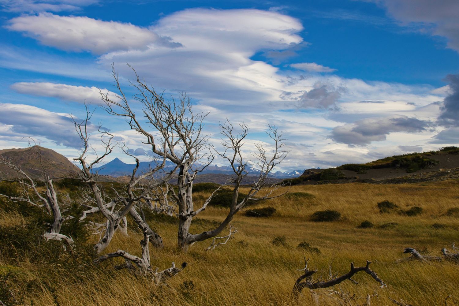 Dead trees